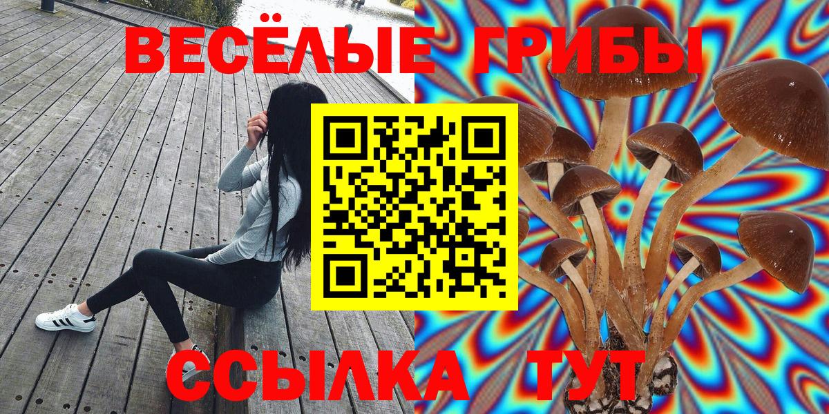 Галлюциногенные грибы прущие грибы  Алейск  где продают   Галлюциногенные грибы Psilocybe 
